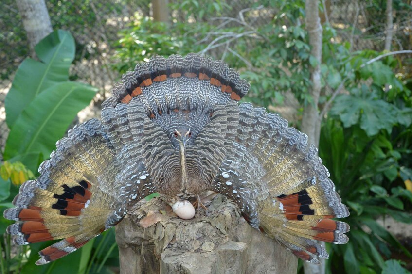 Picture 10 for Activity Cartagena: National Aviary of Colombia Entrance Tickets