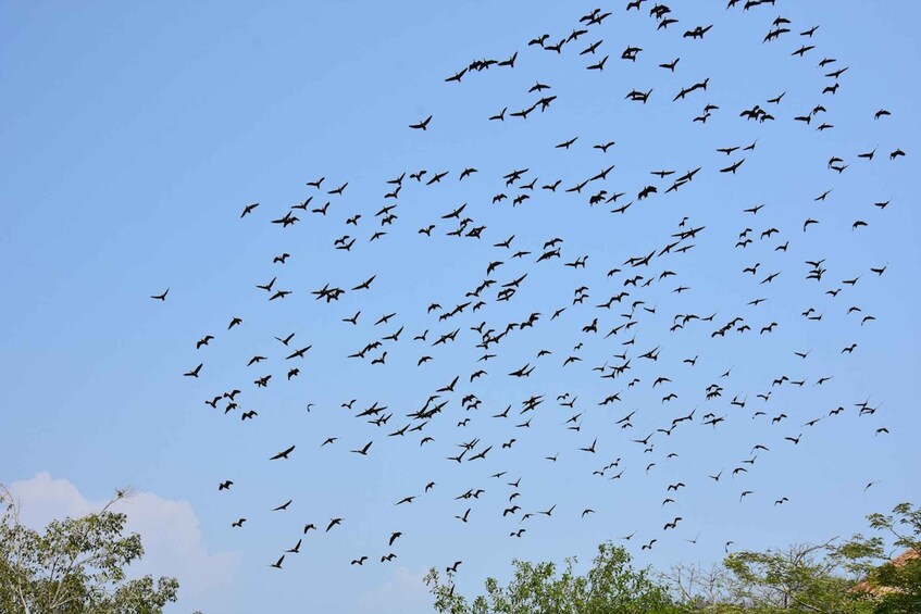 Picture 12 for Activity Cartagena: National Aviary of Colombia Entrance Tickets