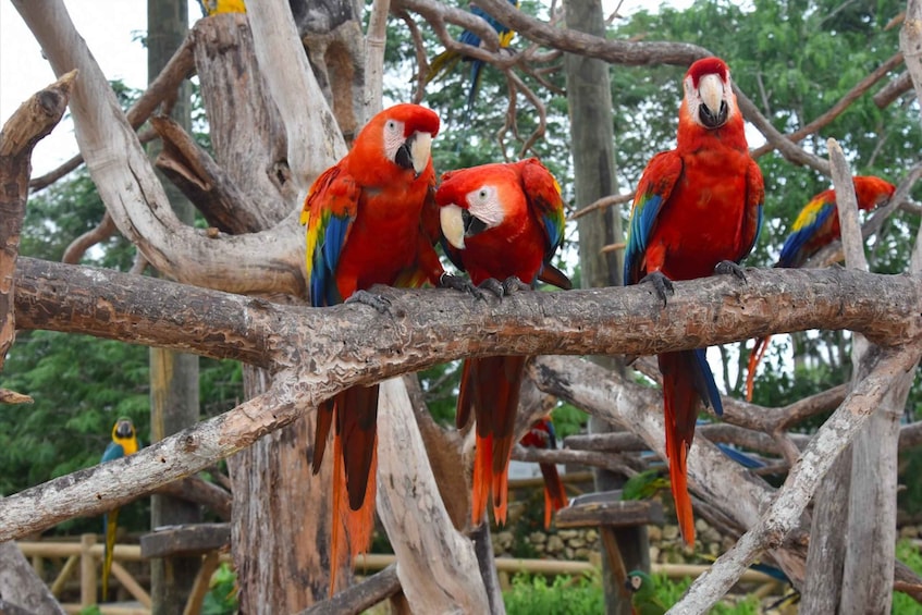 Picture 5 for Activity Cartagena: National Aviary of Colombia Entrance Tickets