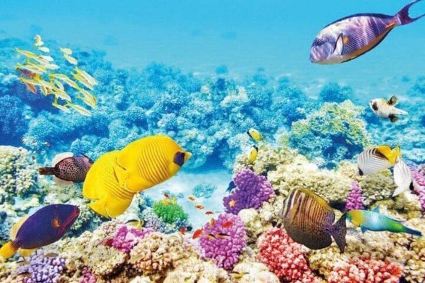 2-Hours Aqaba Gulf Cruise with Lunch from Aqaba
