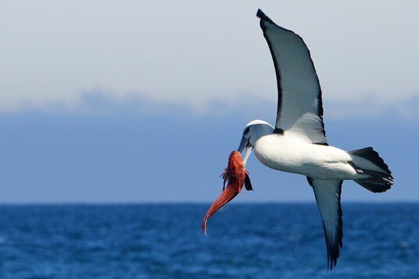 Wildlife Cruise