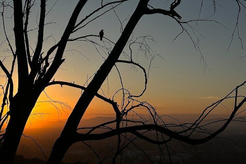 The Crow overlooking LA