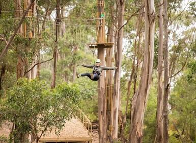 Lorne: Live Wire Park Super Circuit Ticket