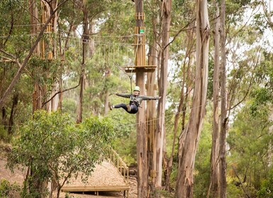 Lorne: Live Wire Park Super Circuit Ticket