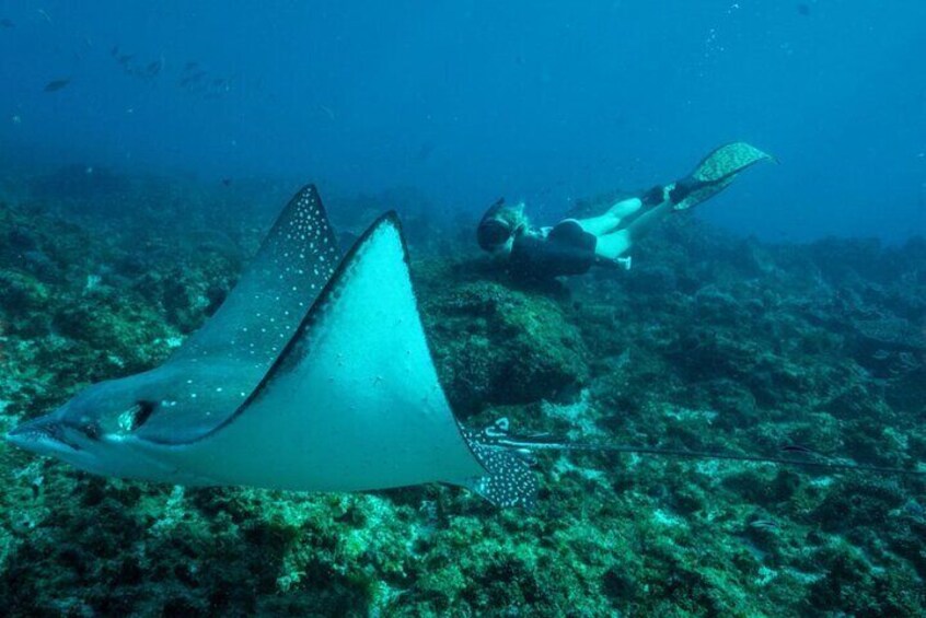 Premier Snorkeling in Byron Bay