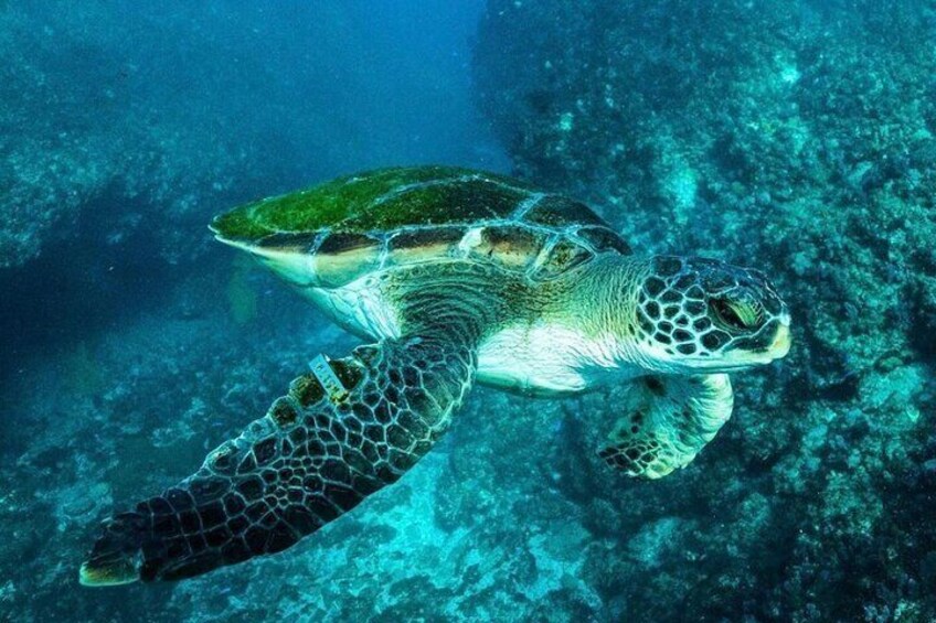 Premier Snorkeling in Byron Bay