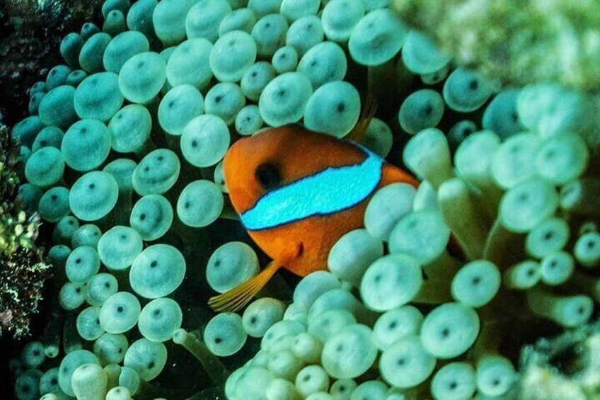 Premier Snorkeling in Byron Bay