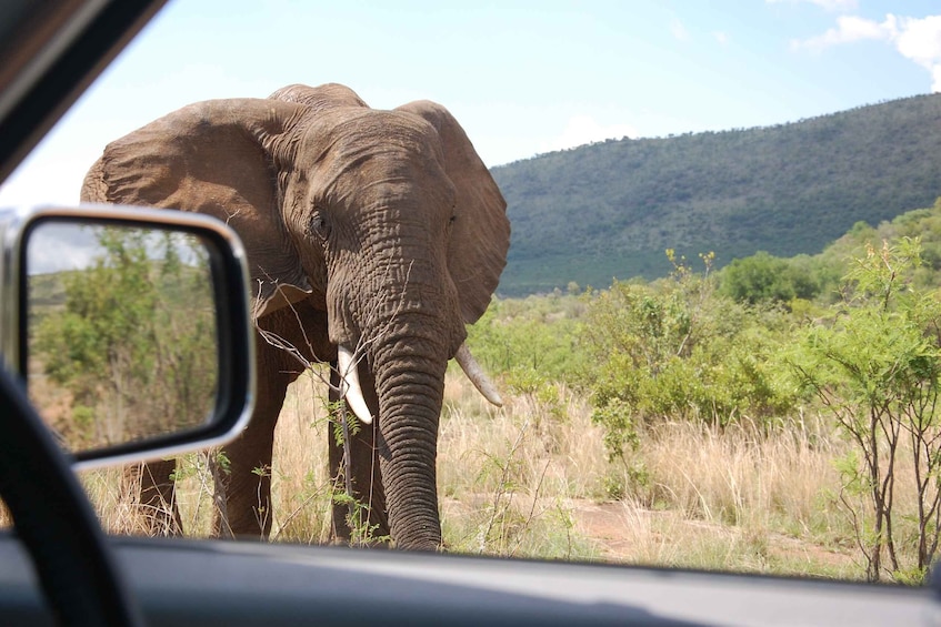 Picture 4 for Activity From Johannesburg: Pilanesberg National Park Safari