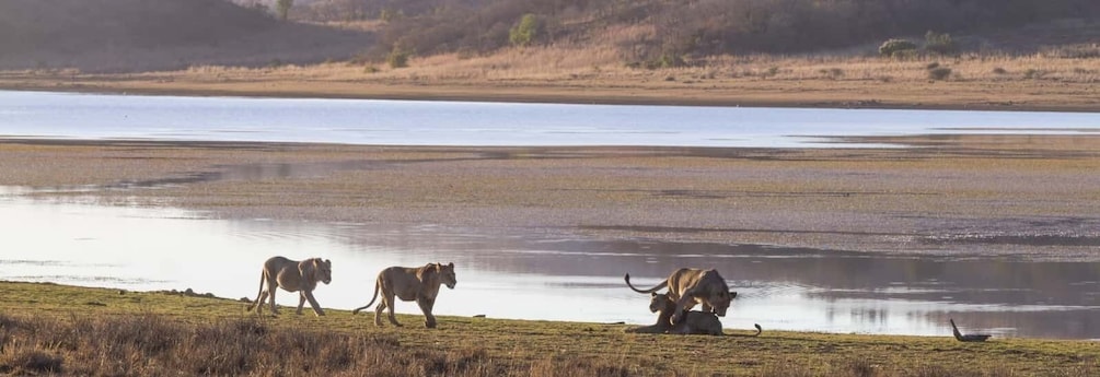 Picture 3 for Activity From Johannesburg: Pilanesberg National Park Safari