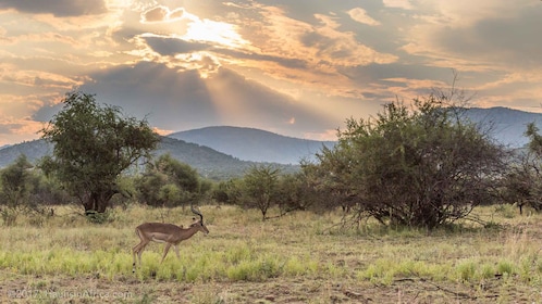 Från Johannesburg: Safari i Pilanesbergs nationalpark