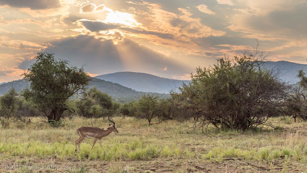 From Johannesburg: Pilanesberg National Park Safari