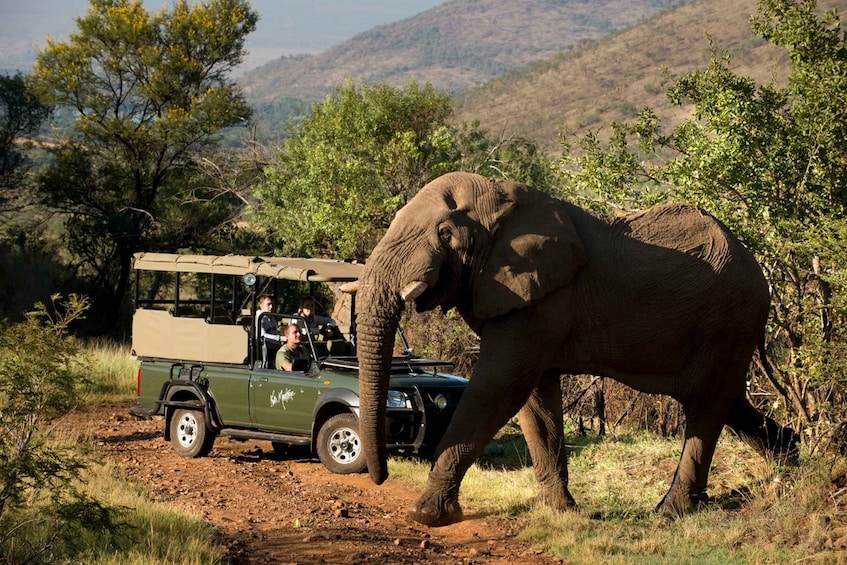 Picture 2 for Activity From Johannesburg: Pilanesberg National Park Safari