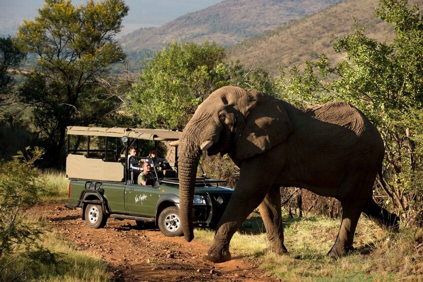 Picture 2 for Activity From Johannesburg: Pilanesberg National Park Safari