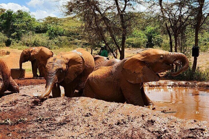 Elephant Orphanage & Bomas of Kenya Half Day Tour with Pick-Up 