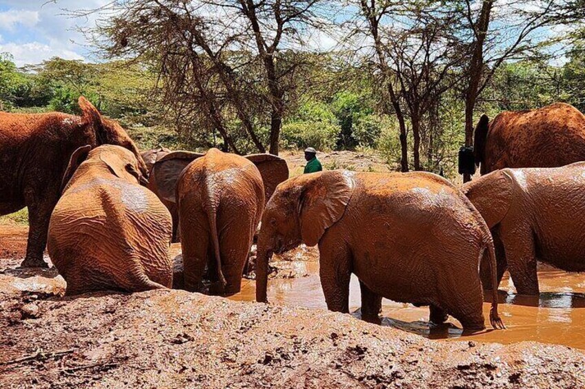 Elephant Orphanage & Bomas of Kenya Half Day Tour with Pick-Up 