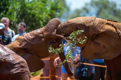 Elephant Orphanage, Giraffe Center & Bomas of Kenya Day Tour