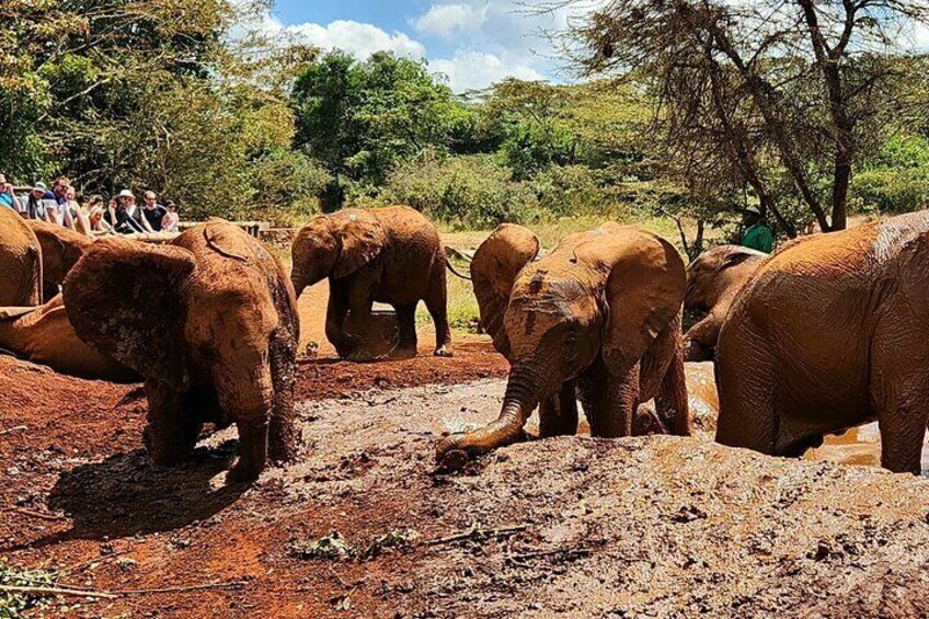 Elephant Orphanage & Bomas of Kenya Half Day Tour with Pick-Up 