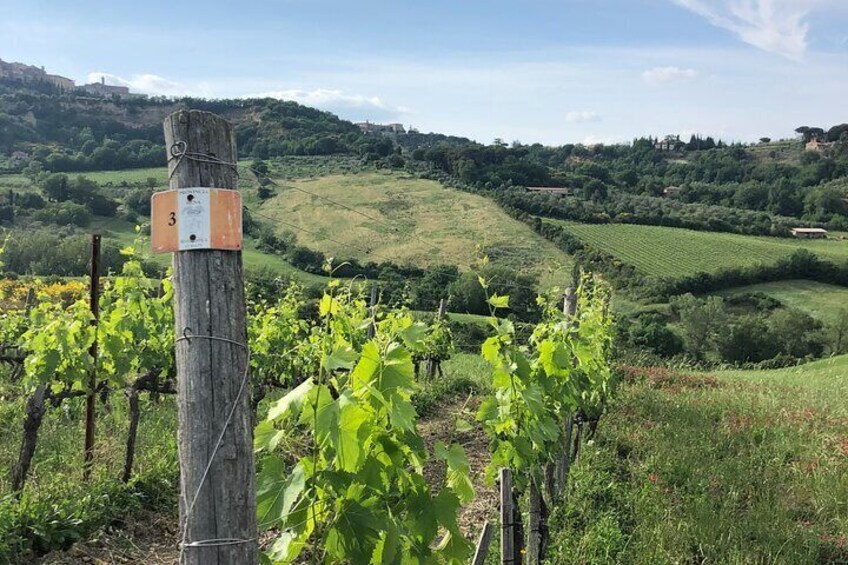 Montepulciano vineyards hike and taste