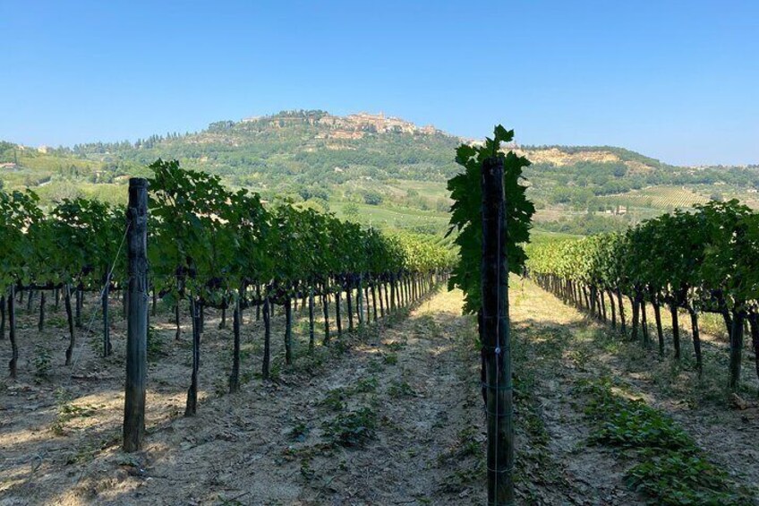 Montepulciano vineyards hike and taste