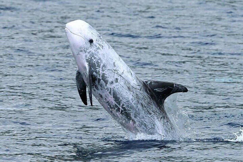 Whale and Dolphin Watching Tour on Pico Island