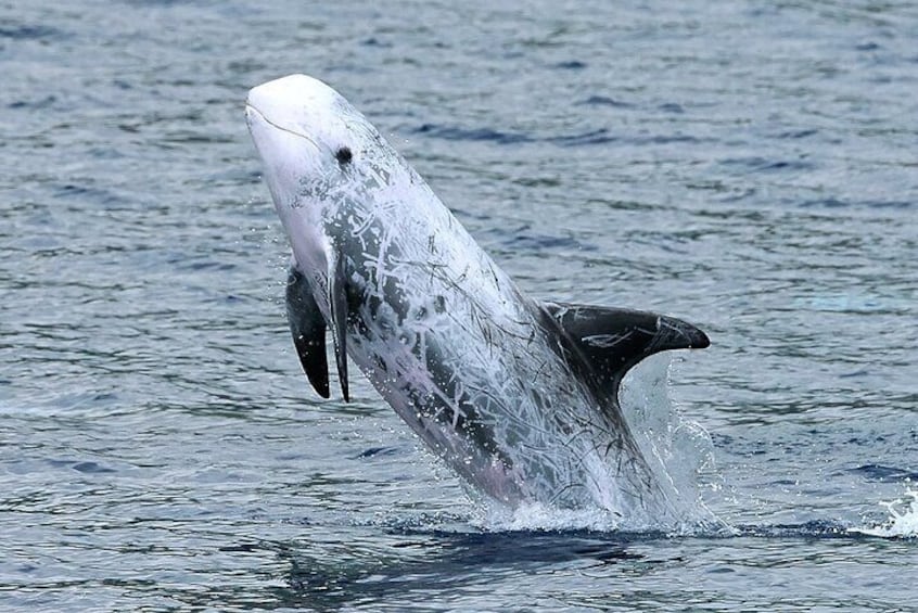 Whale and Dolphin Watching Tour on Pico Island