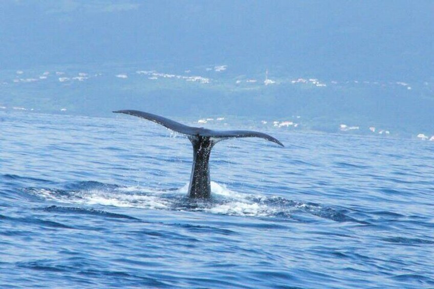 Whale and Dolphin Watching Tour on Pico Island