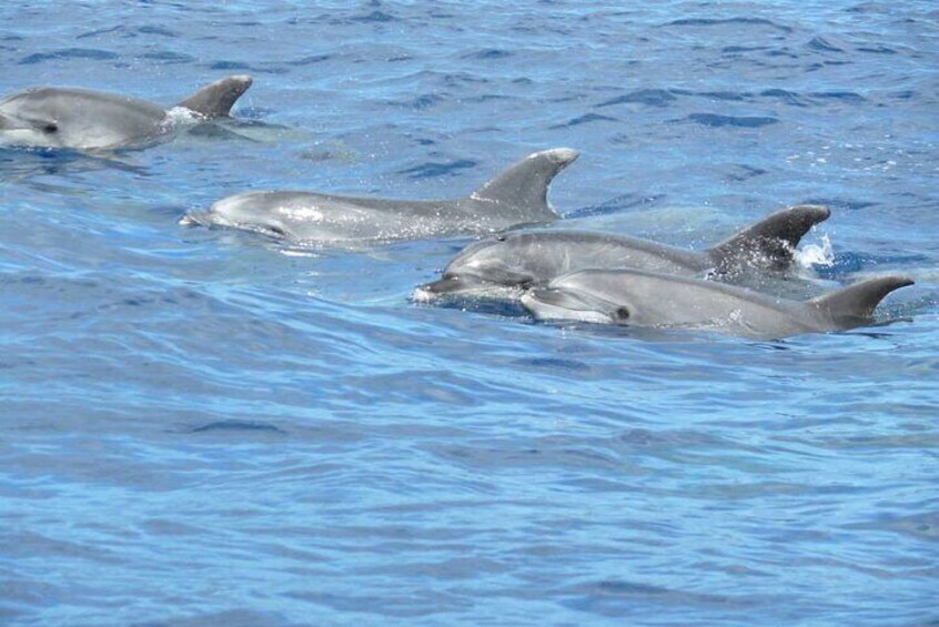 Whale and Dolphin Watching Tour on Pico Island