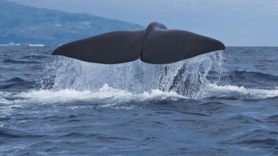 Whale and Dolphin Watching Tour on Pico Island