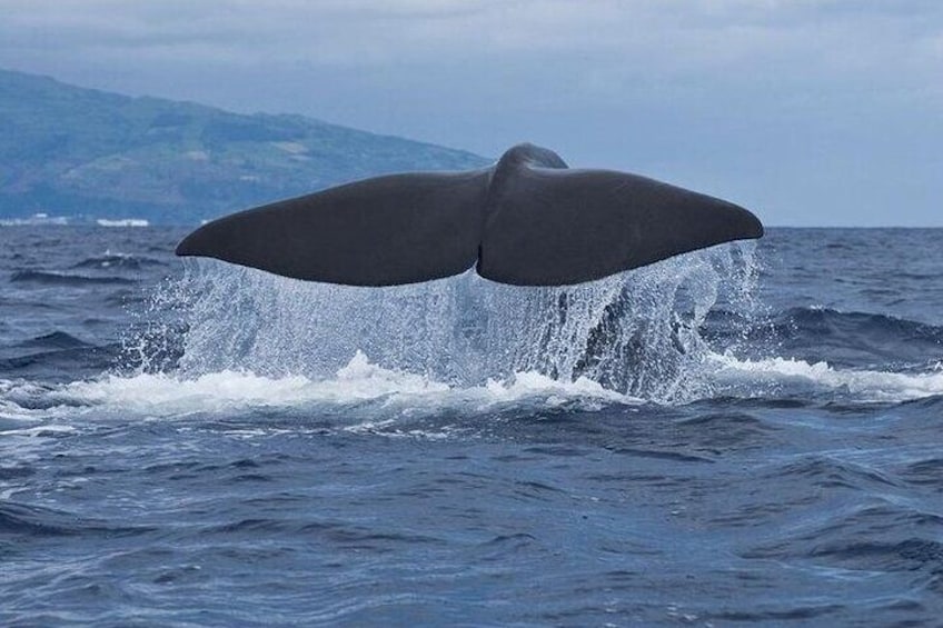 Whale and Dolphin Watching Tour on Pico Island