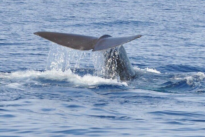 Whale and Dolphin Watching Tour on Pico Island