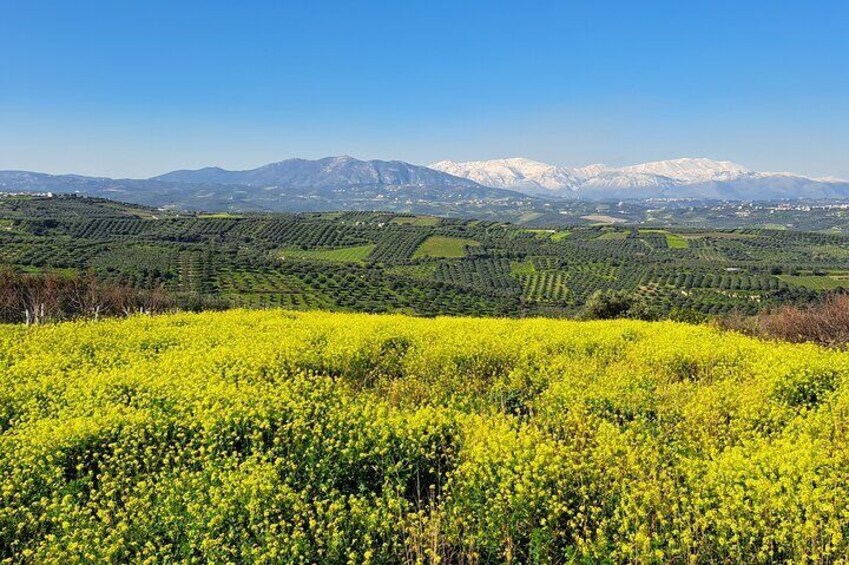 Private Tour - Wine Olive Oil Tasting and Pottery 