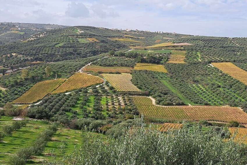 Private Tour - Wine Olive Oil Tasting and Pottery 