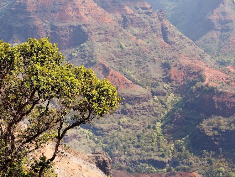 Waimea Canyon and Kokee Valley Tour