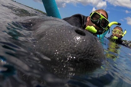 VIP Private Boat Manatee Snorkel Tour with In-Water Guide and Photograper