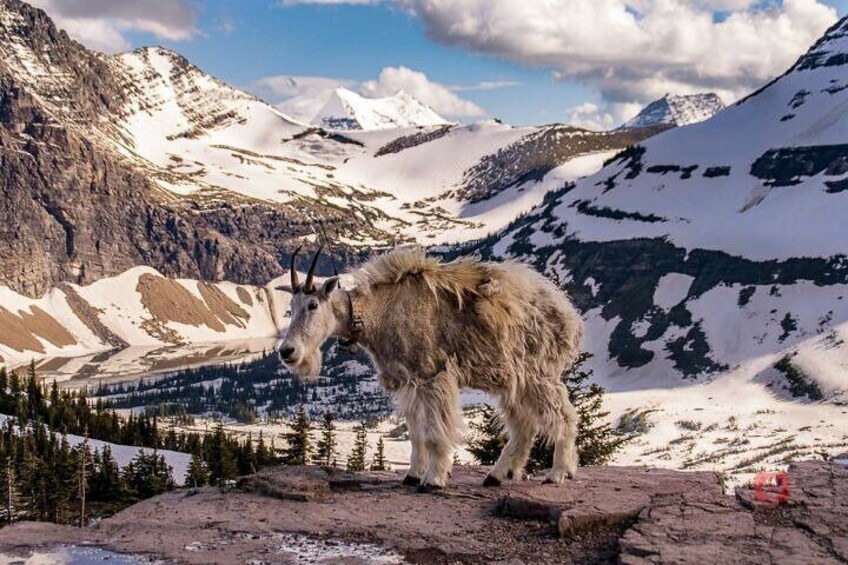 Self-Guided Audio Driving Tour in Glacier National Park