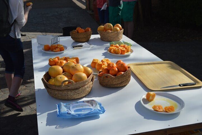 2-Hour Tour through the Stately Orchard with Orange Tasting