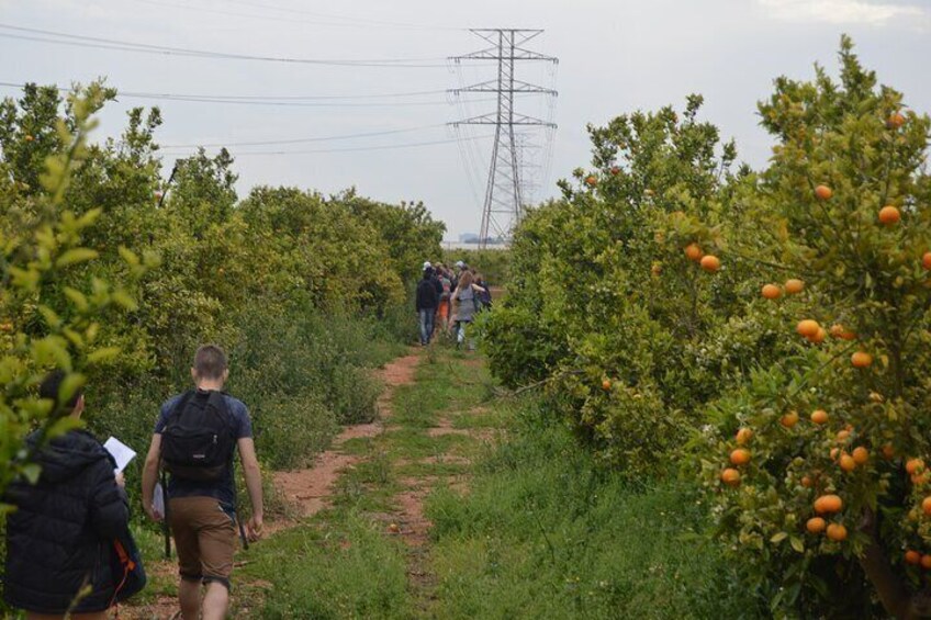 2-Hour Tour through the Stately Orchard with Orange Tasting