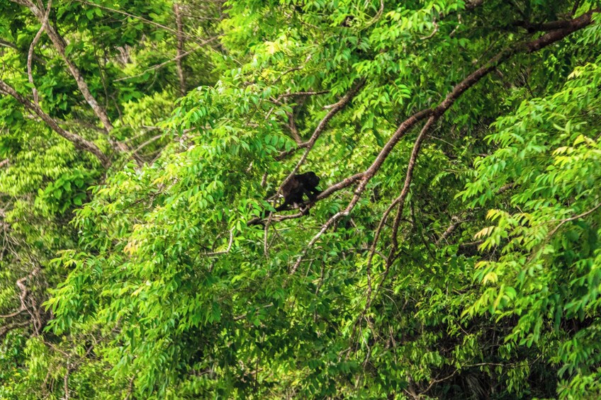 A Day With Nature: Boat Trip On Gatun Lake And The Aerial Tram