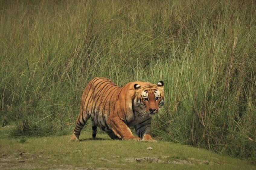 4-Day Bardia National Park Safari Guided Tour with Accommodation 