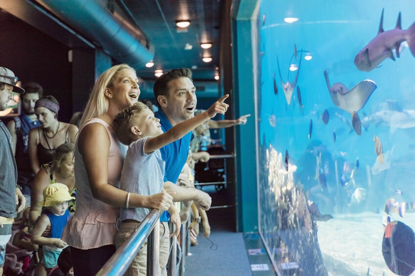 Charger l’élément 2 sur 10. 14 Day Mega Pass: Movie World, Sea World, Wet'n'Wild + More