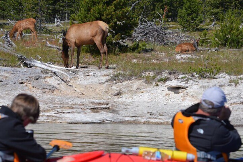 We don't see elk everyday but when we do it is always special