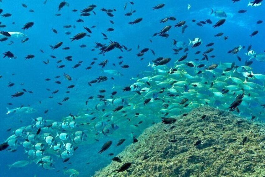 Eco-snorkeling in the Medes Islands