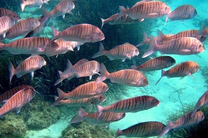 Eco-snorkeling in the Medes Islands