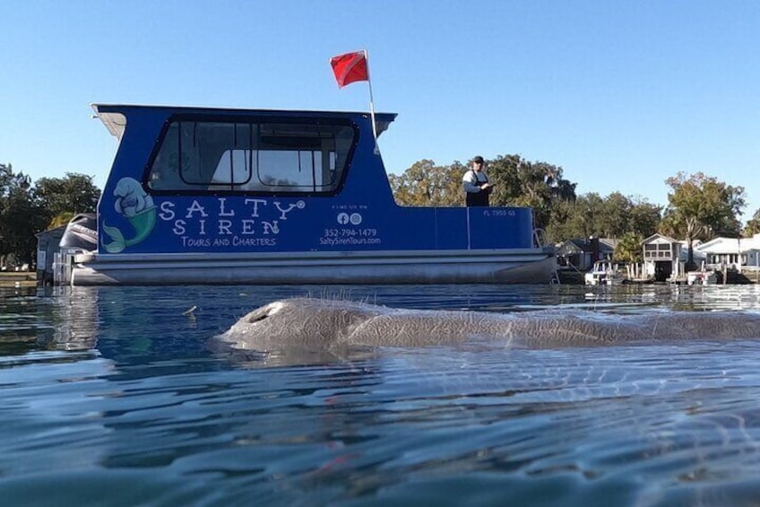 Small Group Manatee Snorkel Tour with In-Water Guide and Photographer