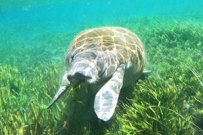 Small Group Manatee Snorkel Tour with In-Water Guide and Photographer