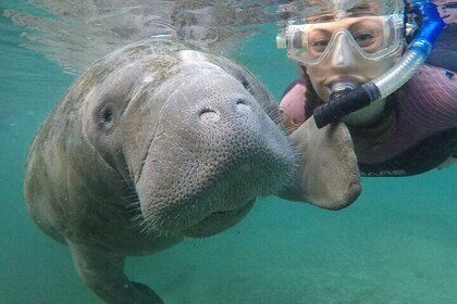 Small Group Manatee Snorkel Tour with In-Water Guide and Photographer