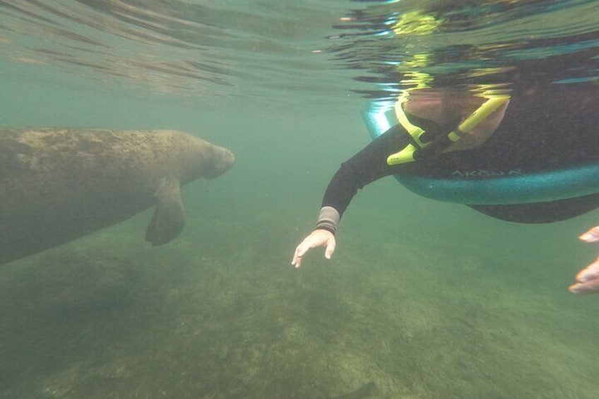 Small Group Manatee Snorkel Tour with In-Water Guide and Photographer