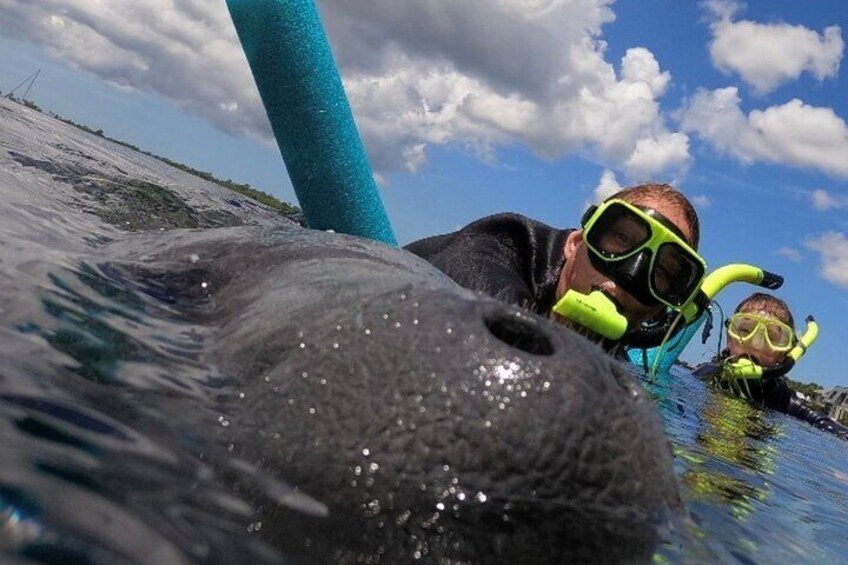 Small Group Manatee Snorkel Tour with In-Water Guide and Photographer