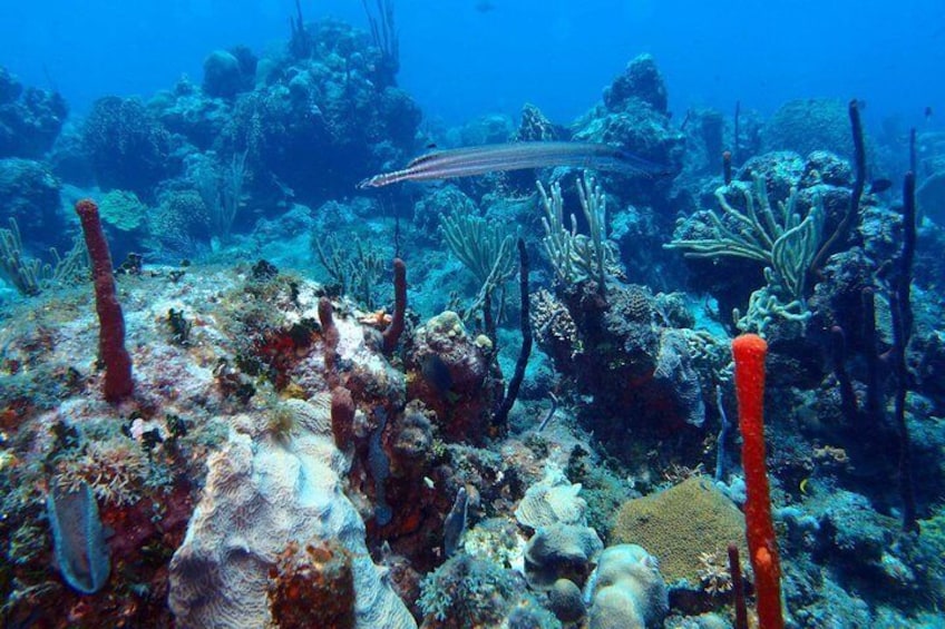 Catalina Island With Scuba Diving - Amazing Full Day Tour Activity