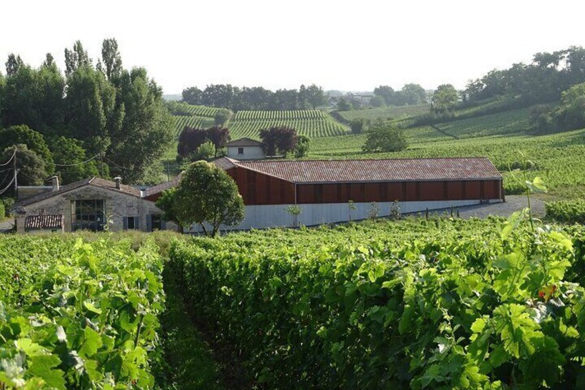 View of the vineyards - Château Rol Valentin